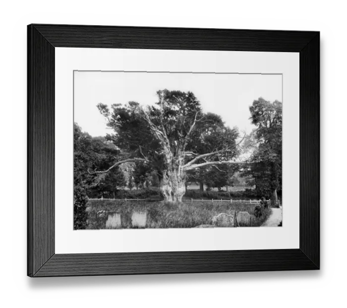 Framed Print : Yew tree at Aldworth CC72_01070