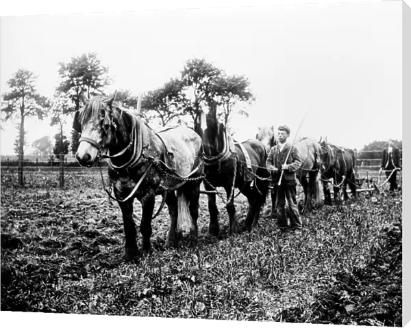Ploughing, Buckinghamshire BB98_10630