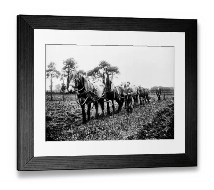 Framed Print : Ploughing, Buckinghamshire BB98_10630