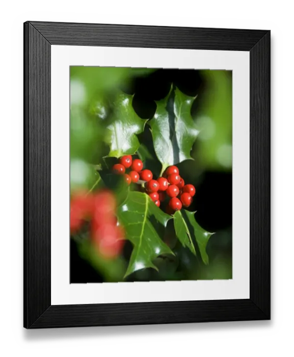 Framed Print : Winter Colour N060800 Framed Print : Winter Colour N060800