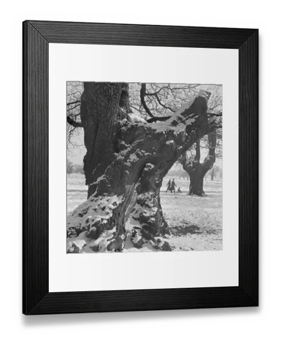 Framed Print : Richmond Park a064381