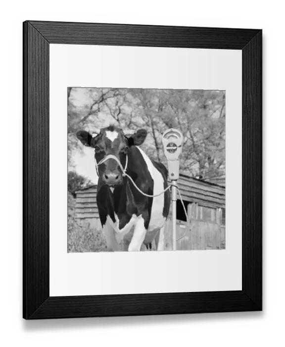 Framed Print : Friesian cow a067430