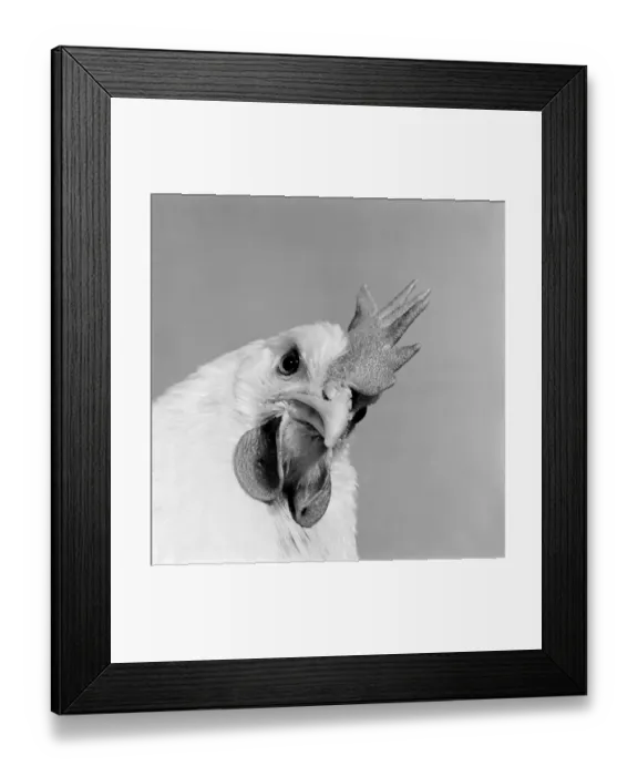 Framed Print : Chicken a067526