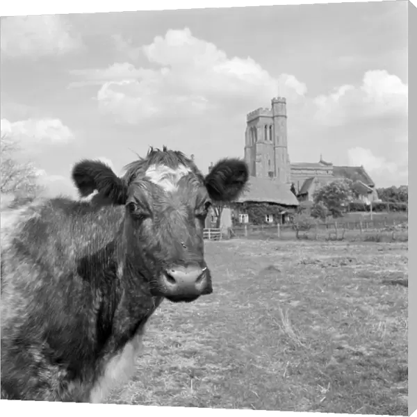 Cow and church a074302
