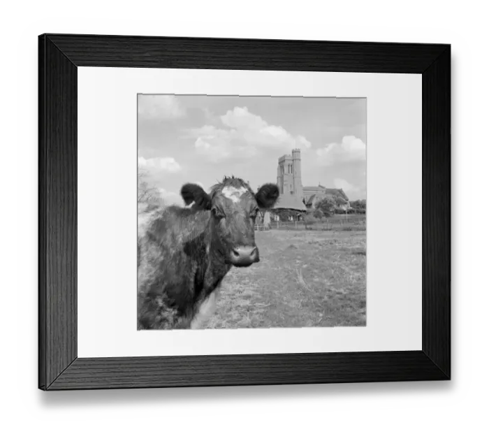 Framed Print : Cow and church a074302