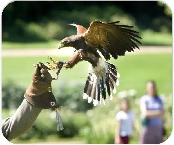 Falconry event at Audley End N070883