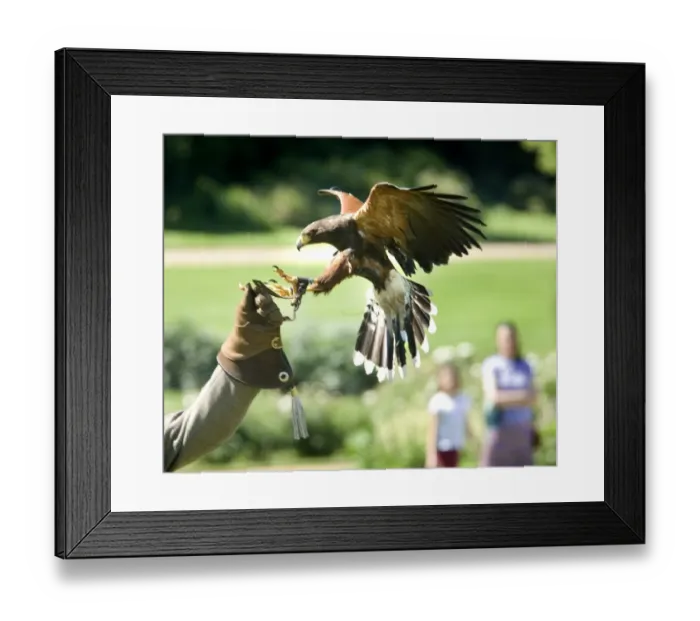 Framed Print : Falconry event at Audley End N070883