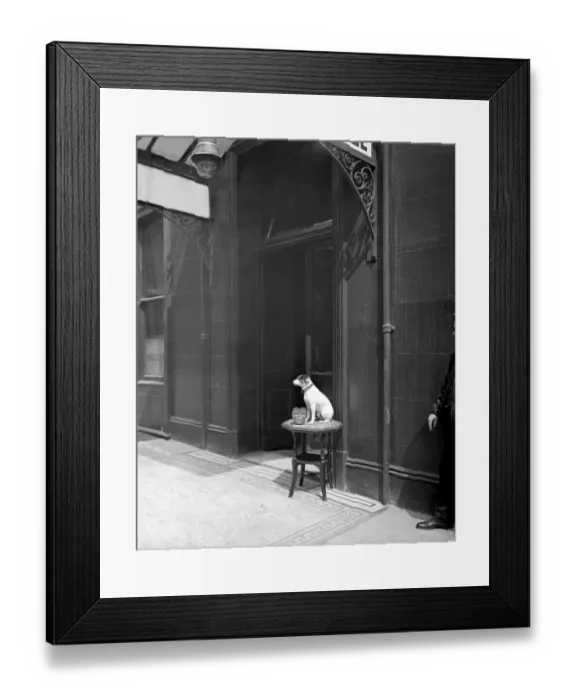 Framed Print : Dog collecting money BL20502 Framed Print : Dog collecting money BL20502