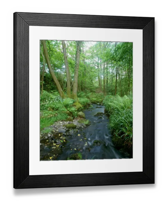 Framed Print : Woodland K991353