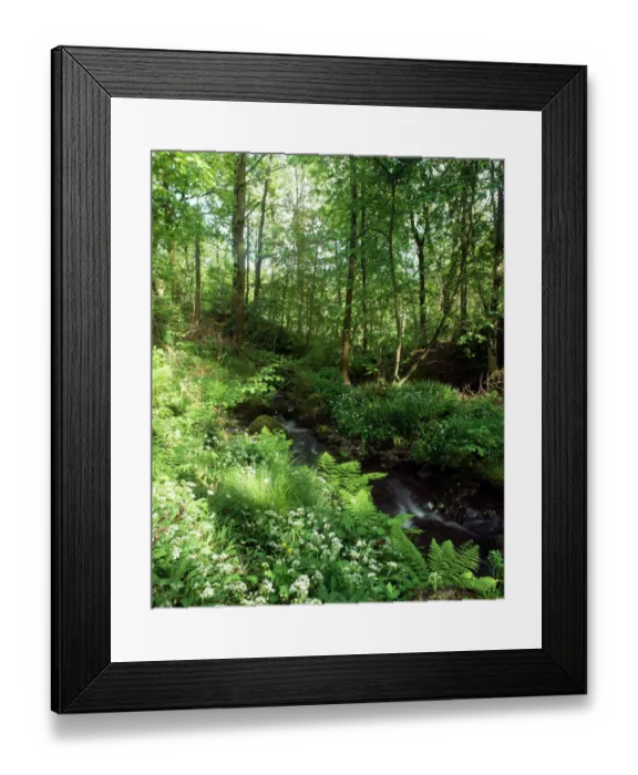 Framed Print : Woodland K991356 Framed Print : Woodland K991356