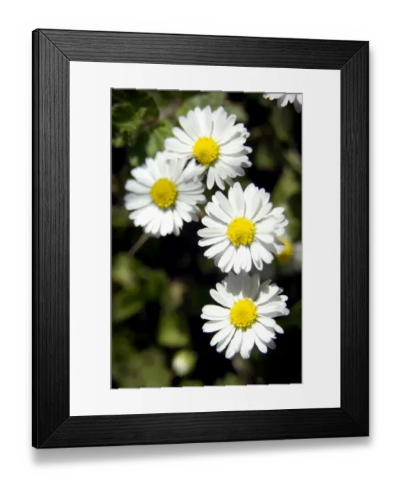 Framed Print : Daisies N070976