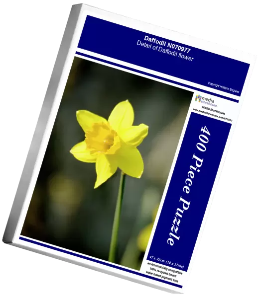 Daffodil N070977
