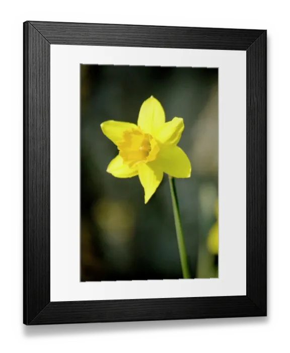 Framed Print : Daffodil N070977 Framed Print : Daffodil N070977