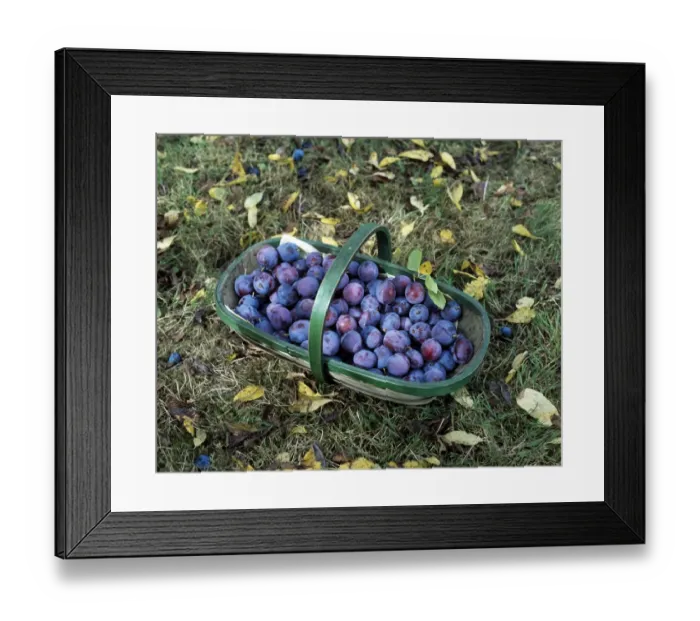 Framed Print : Plums in trug K031078