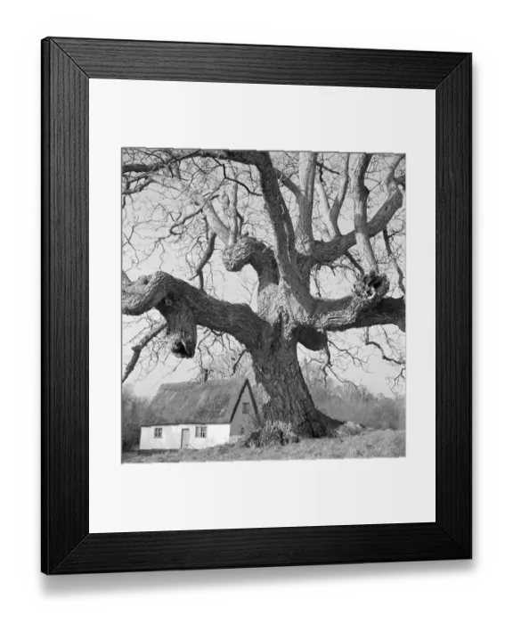 Framed Print : Cottage and tree a074259 Framed Print : Cottage and tree a074259