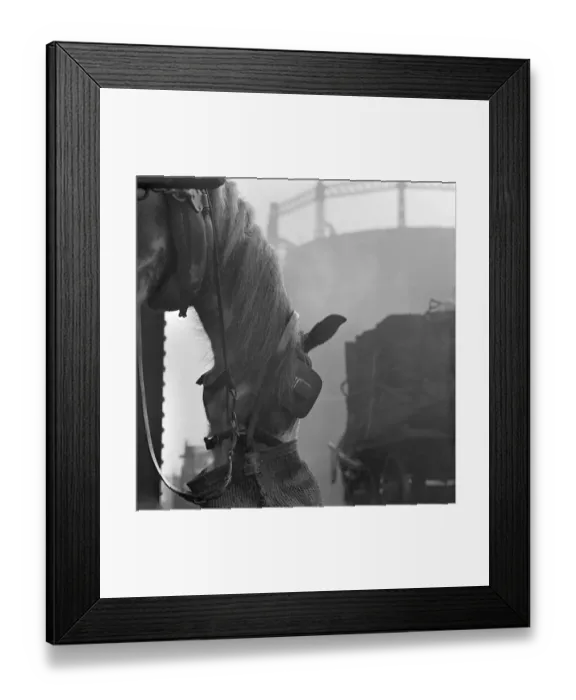 Framed Print : Horse feeding from nosebag a065985