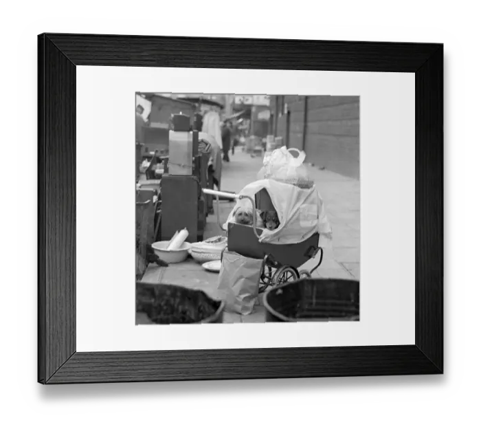 Framed Print : Dogs sitting in a pram a066045 Framed Print : Dogs sitting in a pram a066045