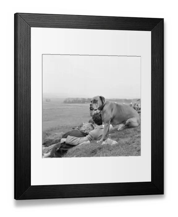 Framed Print : Boxer dog a069703
