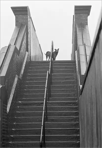 Dog standing at the top of railway footbridge a071511