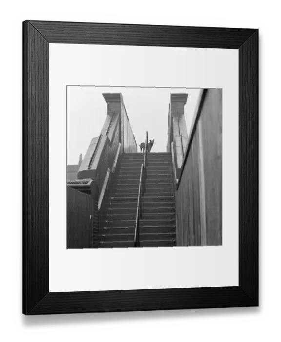 Framed Print : Dog standing at the top of railway footbridge a071511 Framed Print : Dog standing at the top of railway footbridge a071511