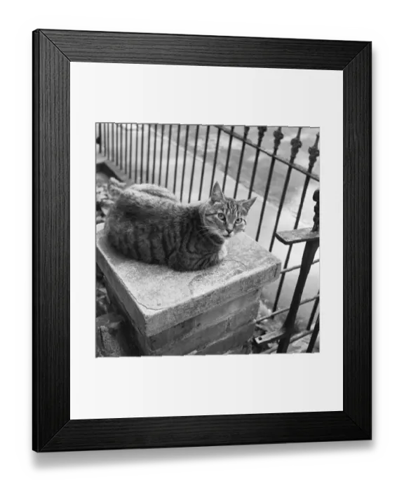 Framed Print : Tabby cat a071748
