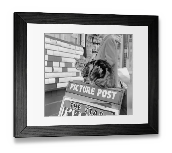 Framed Print : Tabby cat a071806
