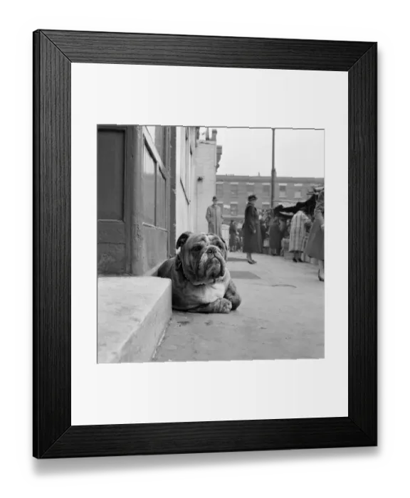 Framed Print : Bulldog a072946