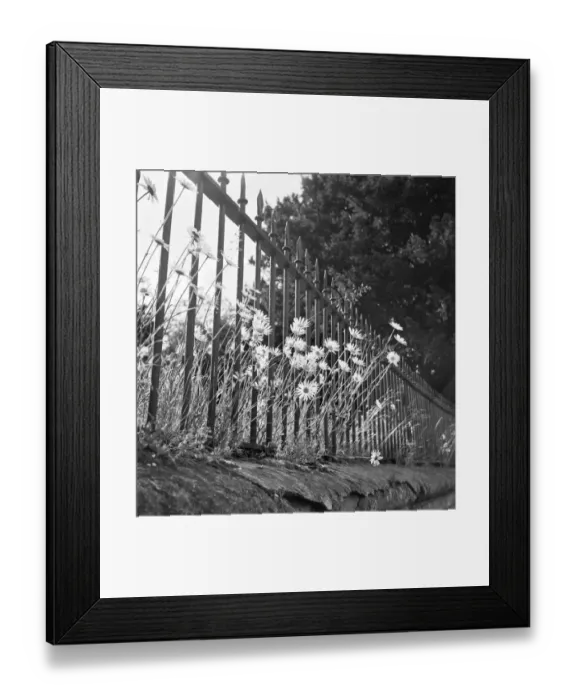 Framed Print : Daisies a069851