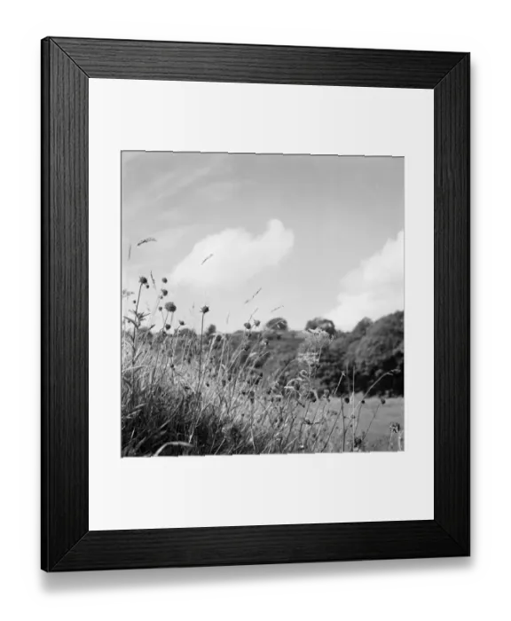 Framed Print : Wild flowers a074138