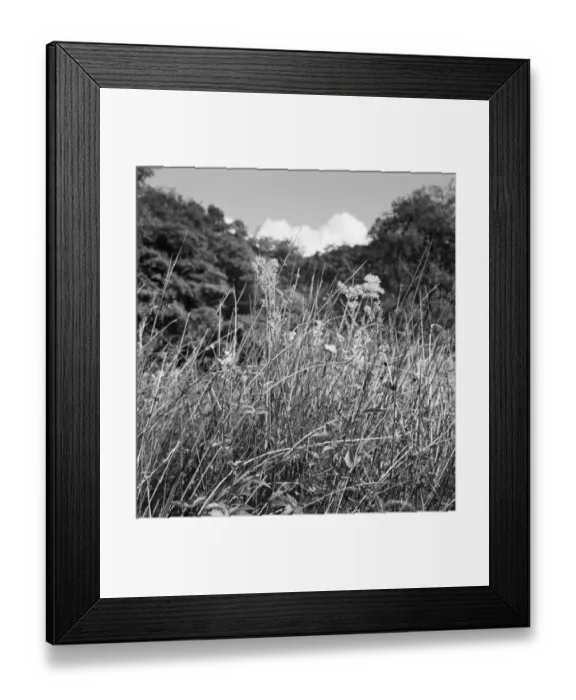 Framed Print : Wild grasses a074144