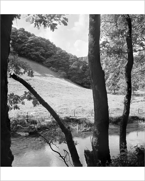 Wooded riverbank a074158