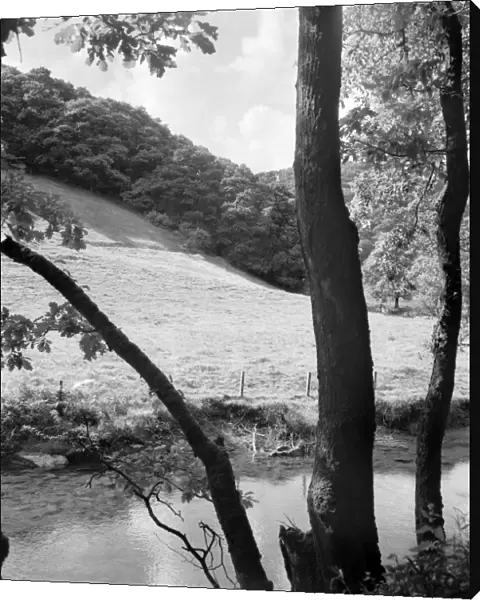 Wooded riverbank a074158