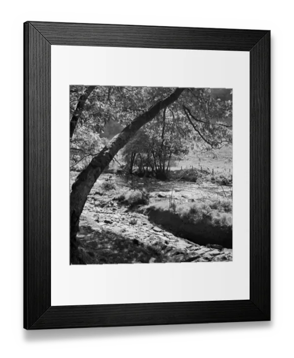 Framed Print : Wooded riverbank a074164