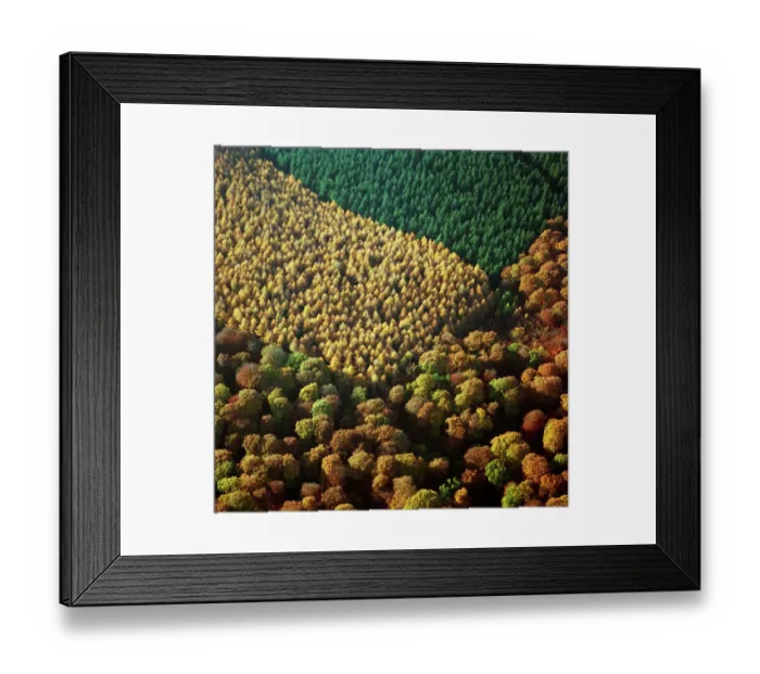 Framed Print : Forest of Dean 23322_08