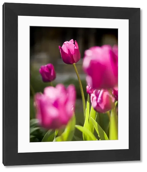 Tulips N071152