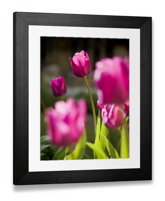 Framed Print : Tulips N071152