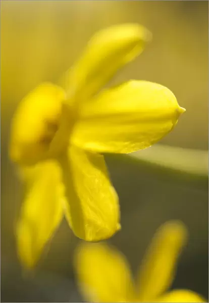Daffodils N071153