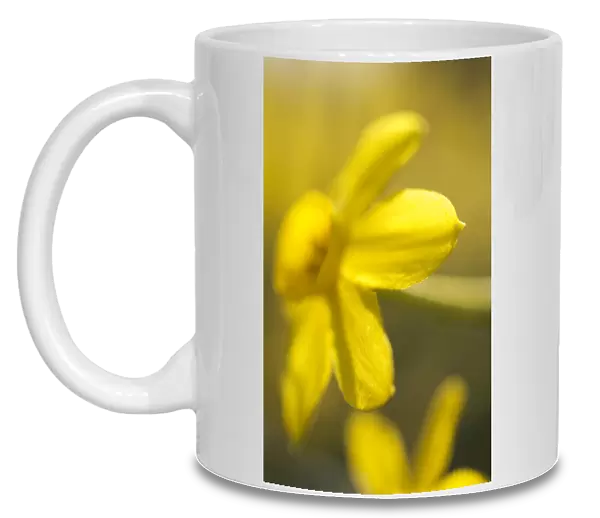 Daffodils N071153