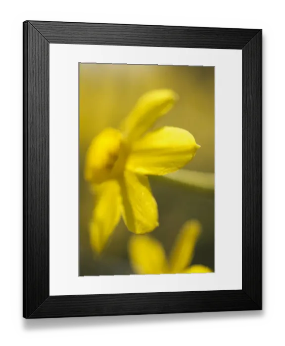 Framed Print : Daffodils N071153