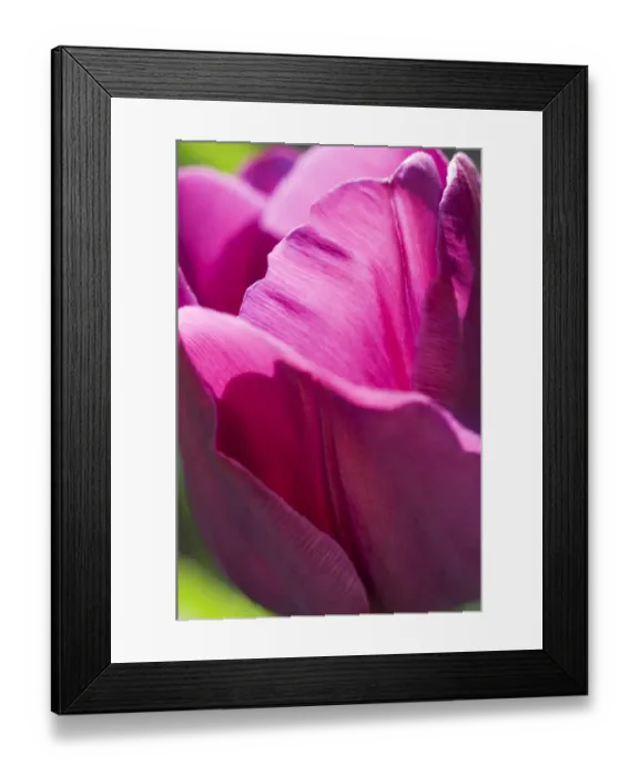 Framed Print : Tulip N071154 Framed Print : Tulip N071154