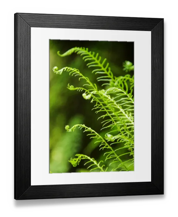 Framed Print : Fern N060965