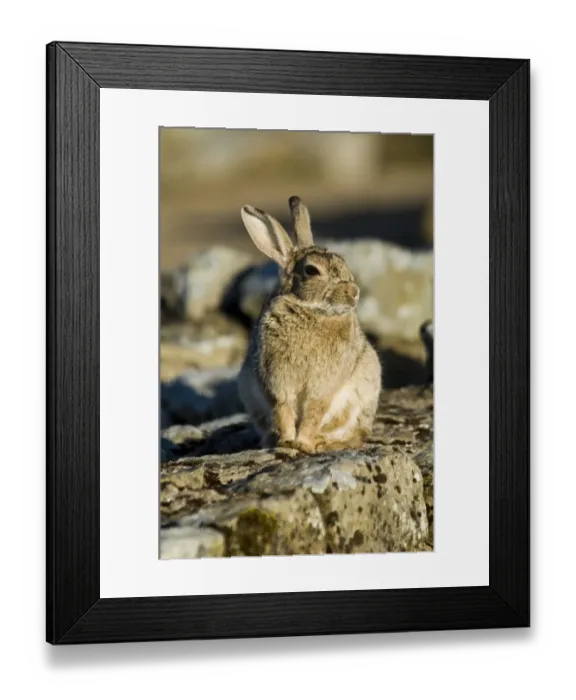 Framed Print : Rabbit N071093
