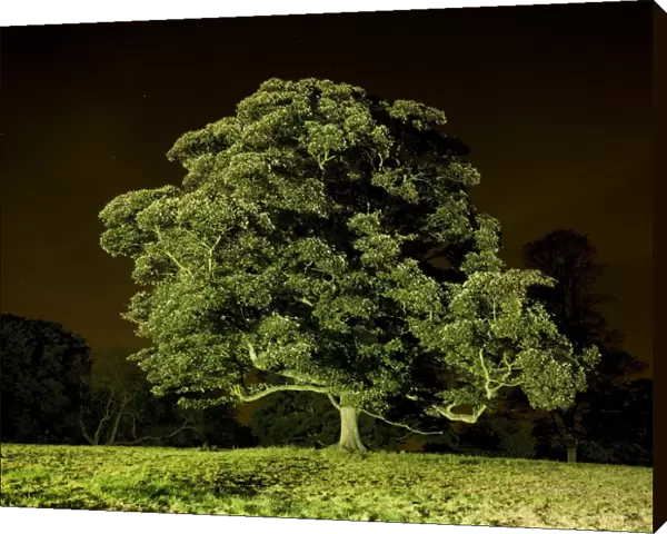 Tree at night N071140