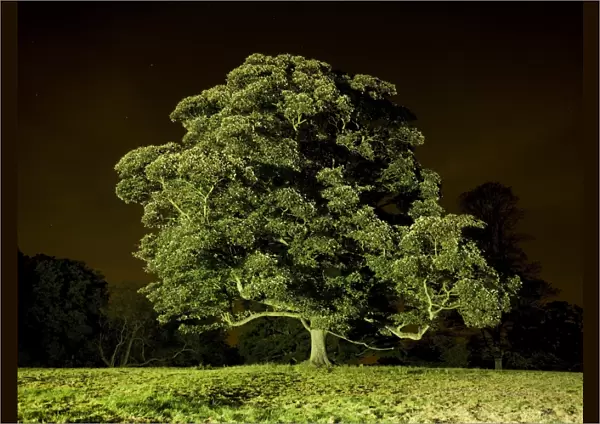 Tree at night N071140