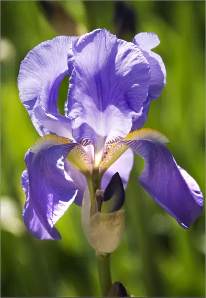Iris flower N071174