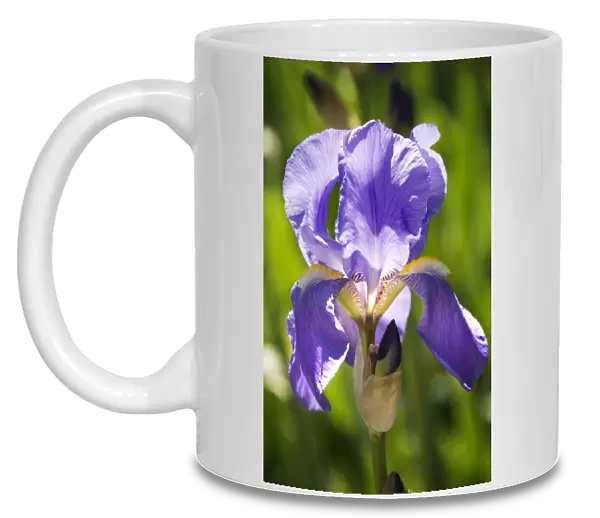 Iris flower N071174