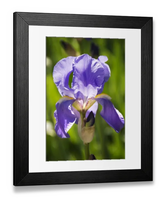 Framed Print : Iris flower N071174