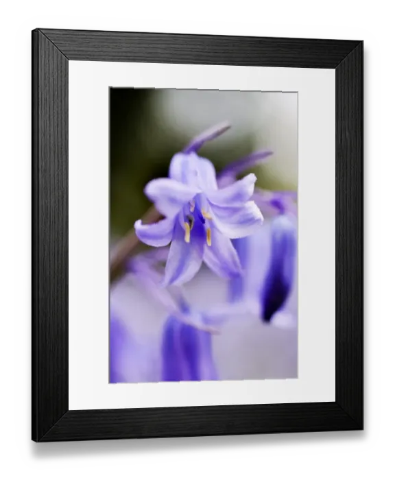 Framed Print : Bluebells N071194