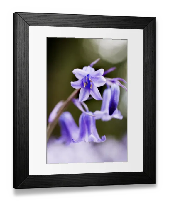 Framed Print : Bluebells N071195