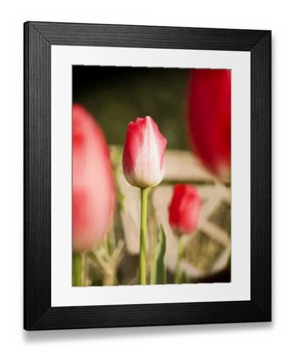 Framed Print : Tulips N071206